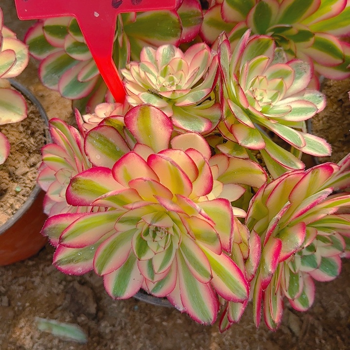 5-128倾城多肉法师