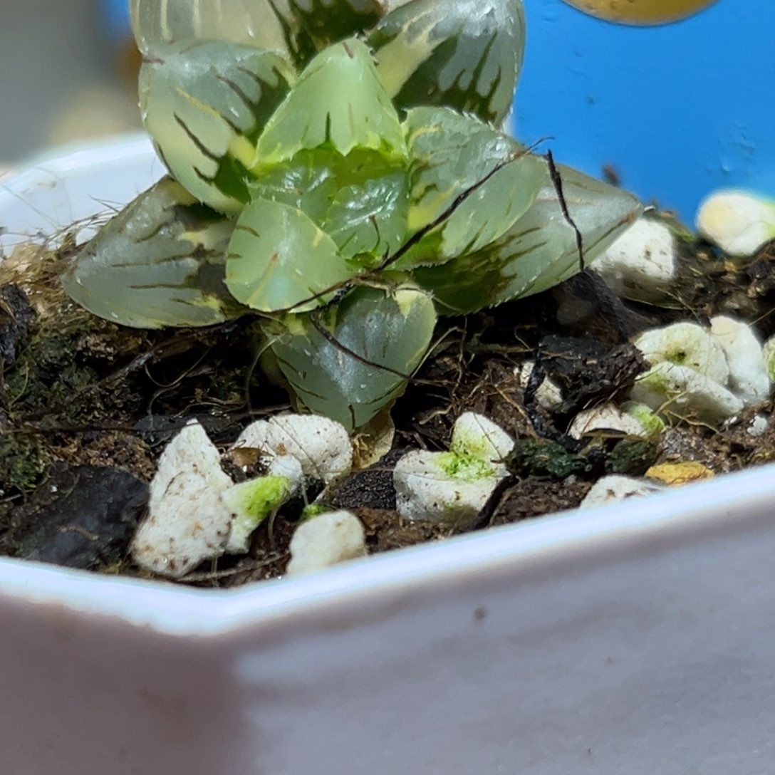 恭喜发财大吉大利0255多肉