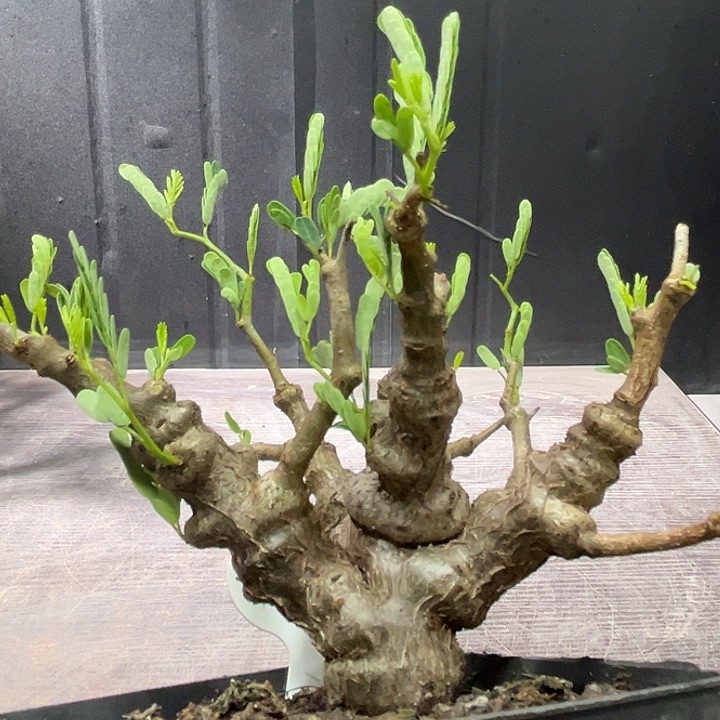 377念珠苏木哈哈哈哈哈哈哈