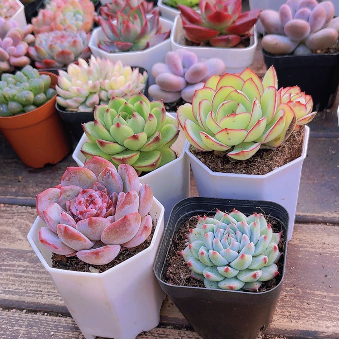 月亮石。溏心。梦瑶。牡丹亭