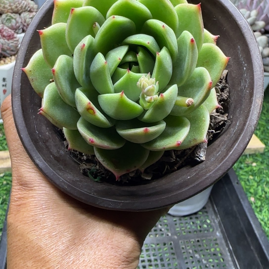 锦安精品多肉植物240