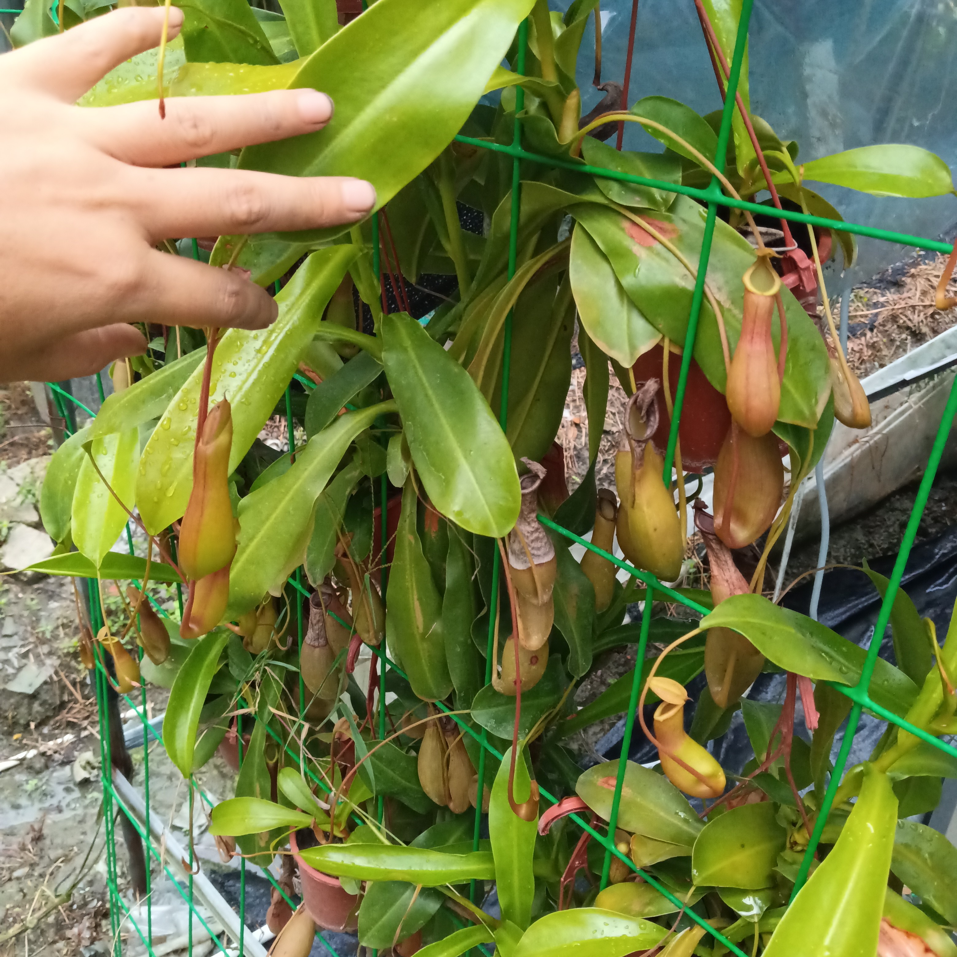 猪笼草捕蝇草食虫植物可驱虫驱蚊适合夏季室内的奇趣绿植