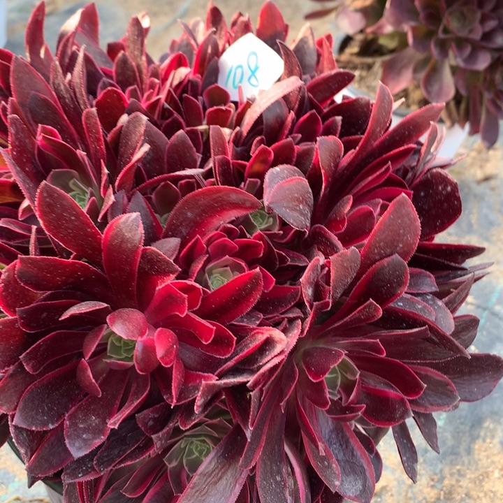 108多肉植物一物一拍