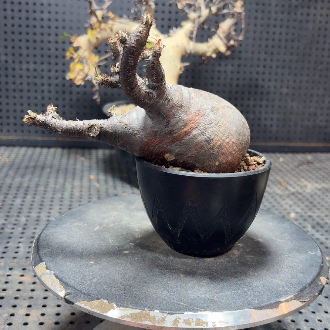 象牙宫366999999999999