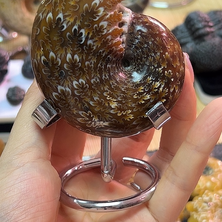 Z***n石材马达加斯加螺螺^_^^_^^_^