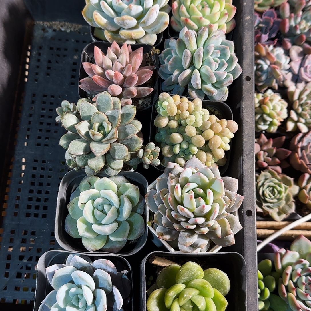 多肉植物带盆发货