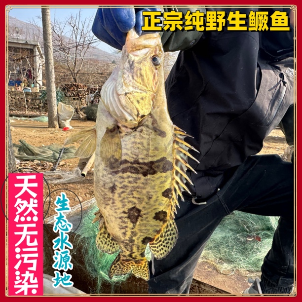 原生态新鲜桂鱼鳜鱼季花鳌花鲜活现宰生态河顺风包邮