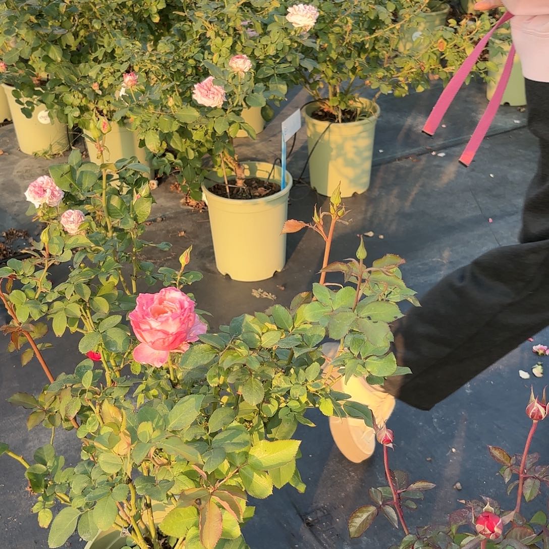 风***4颗3加仑苗子月季