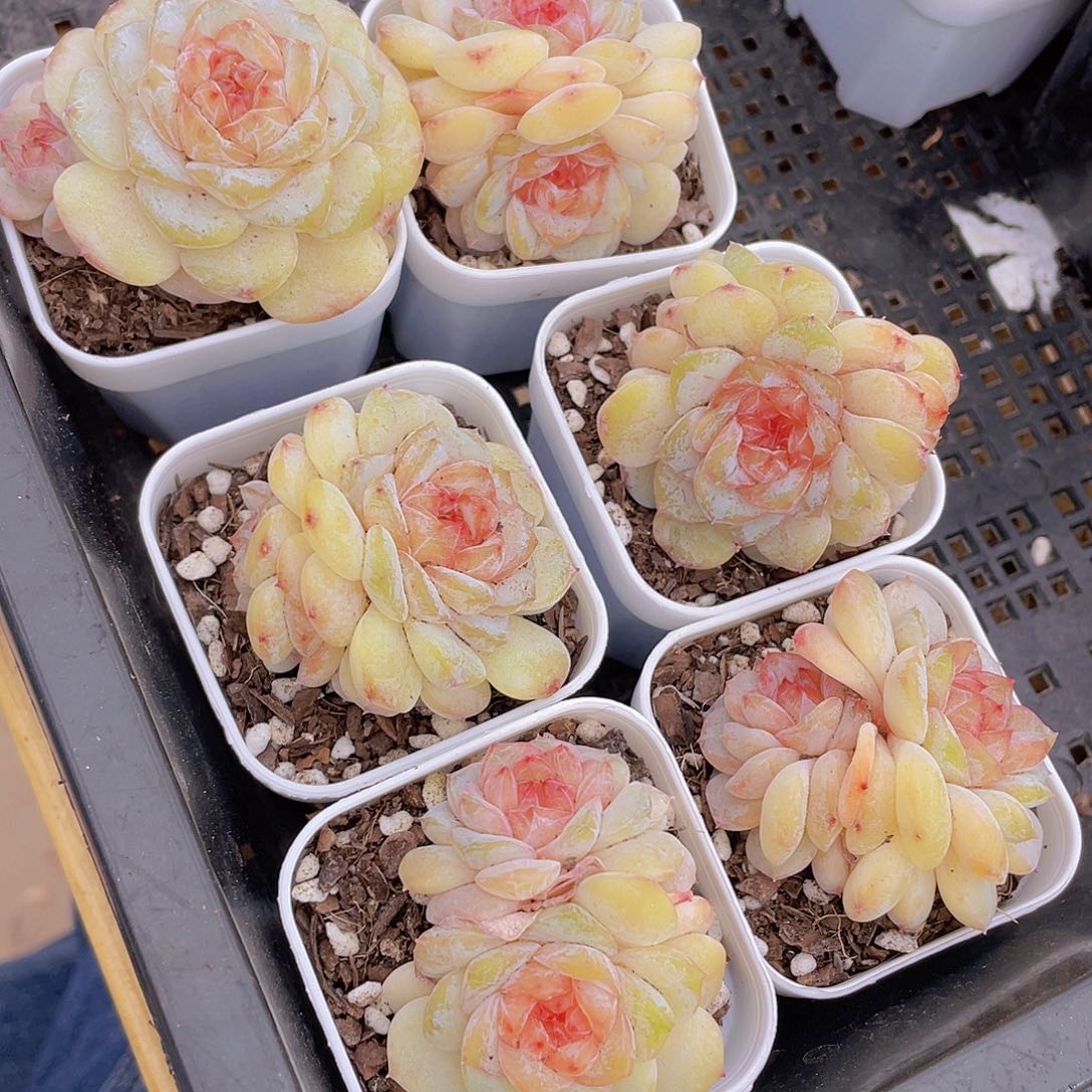 38号 荔枝冻珍妮双头一个