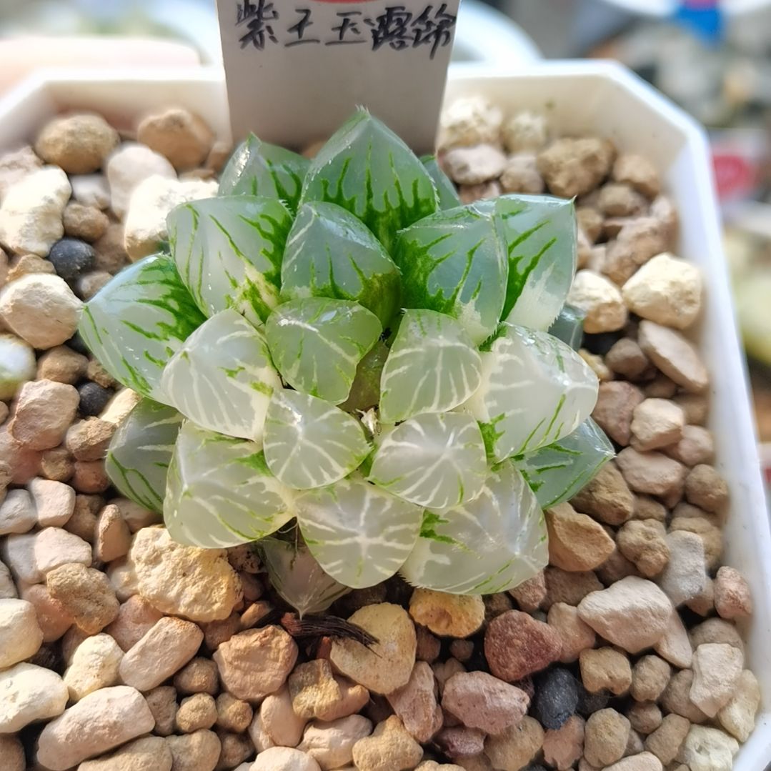 98号玉露锦一物一拍带盆土发货