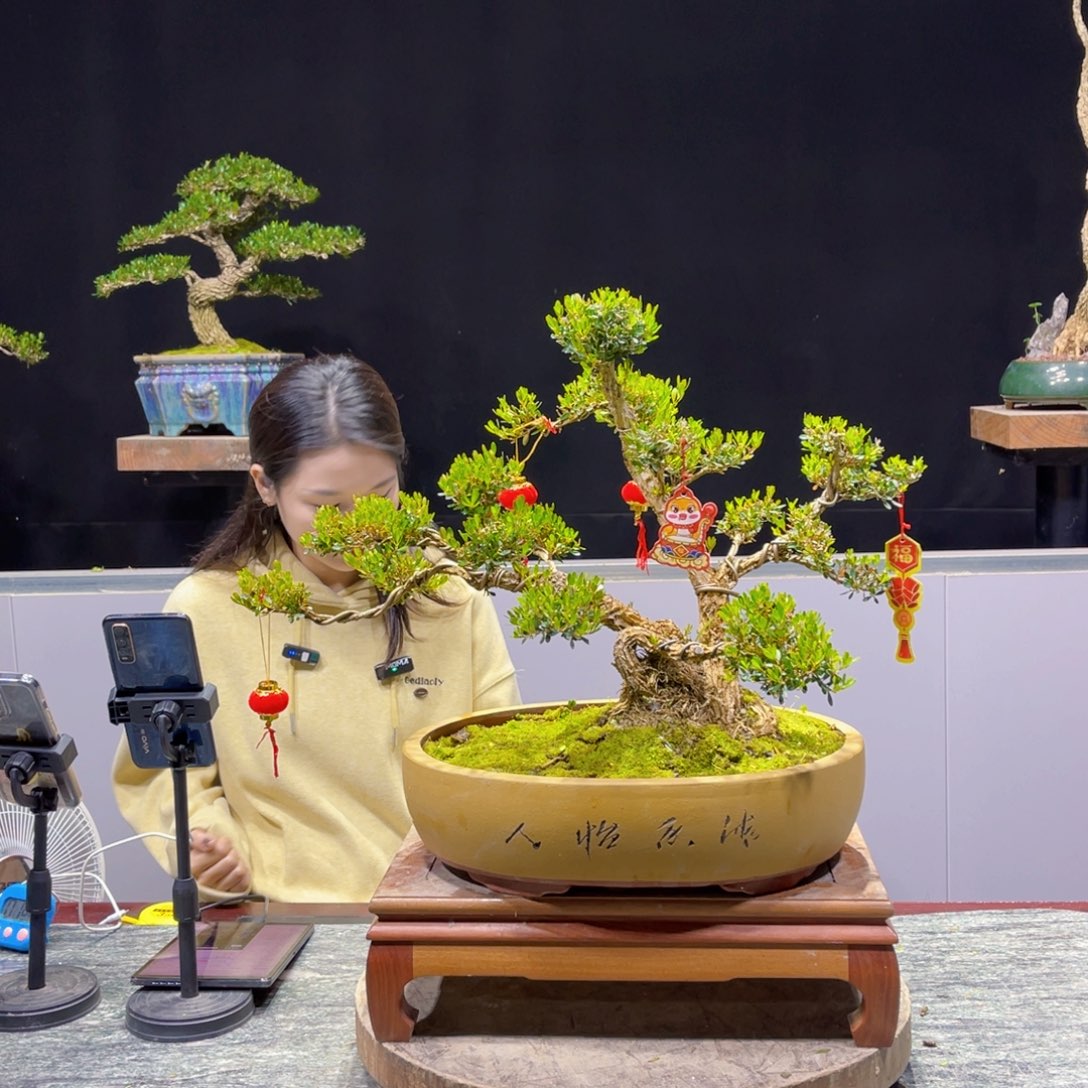 黄杨盆景雀舌软枝