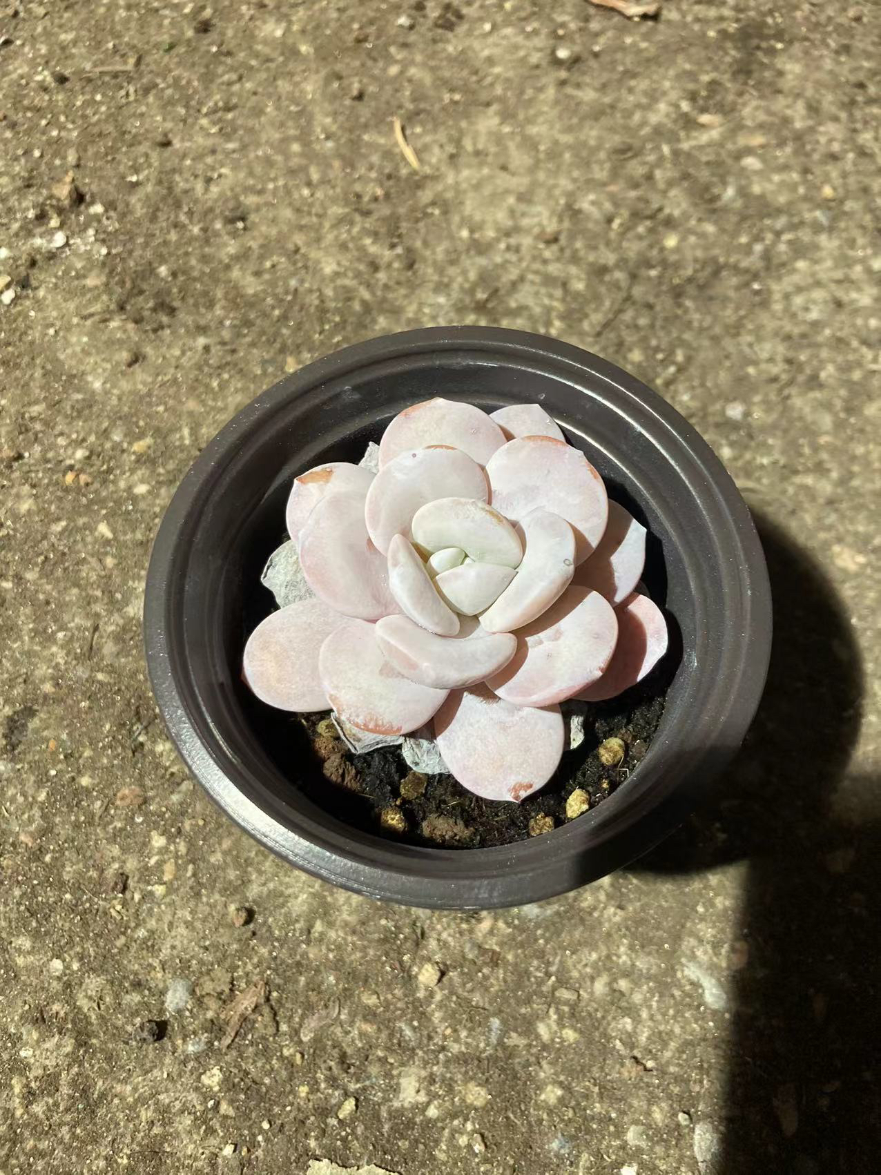 多肉植物  雪莲 满12.9包邮