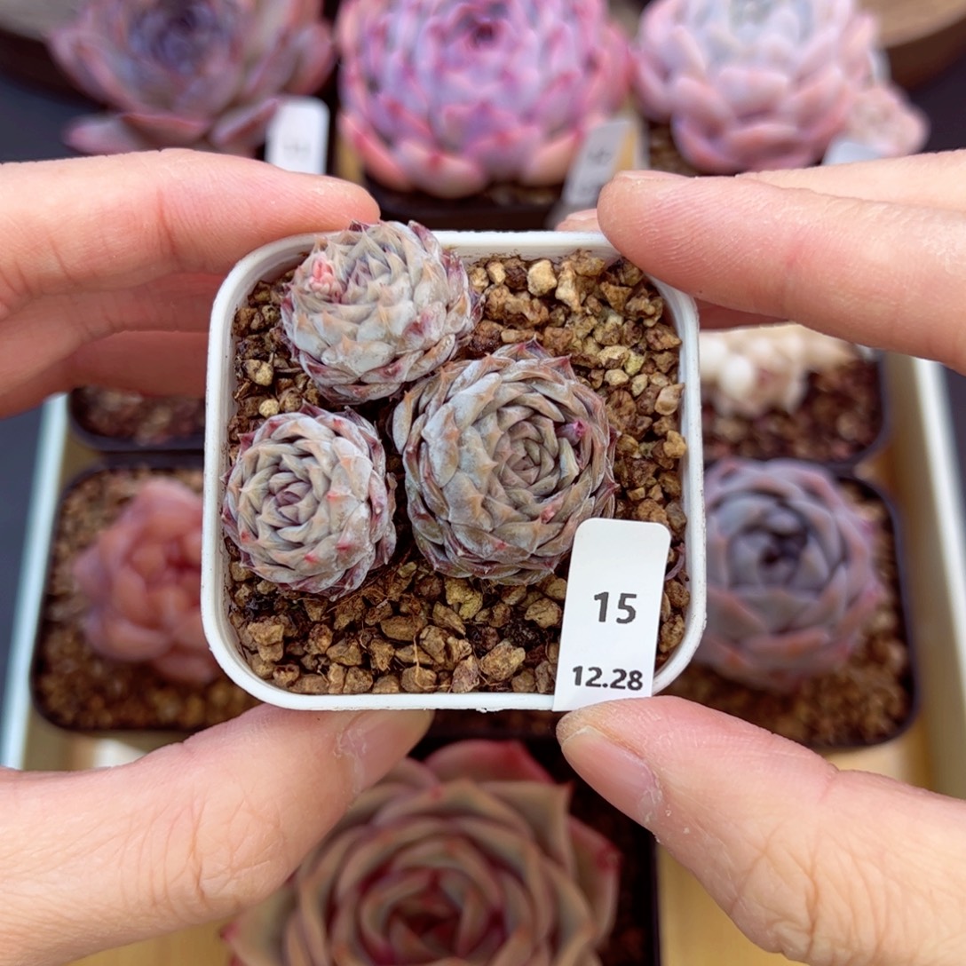 好好看15、哈哈哈哈