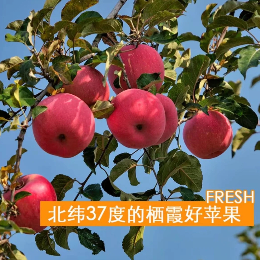 山东栖霞红富士苹果新鲜脆甜多汁应季水果产地直发