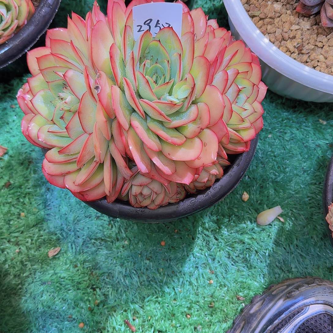 m***蓉2958牡丹亭多肉植物