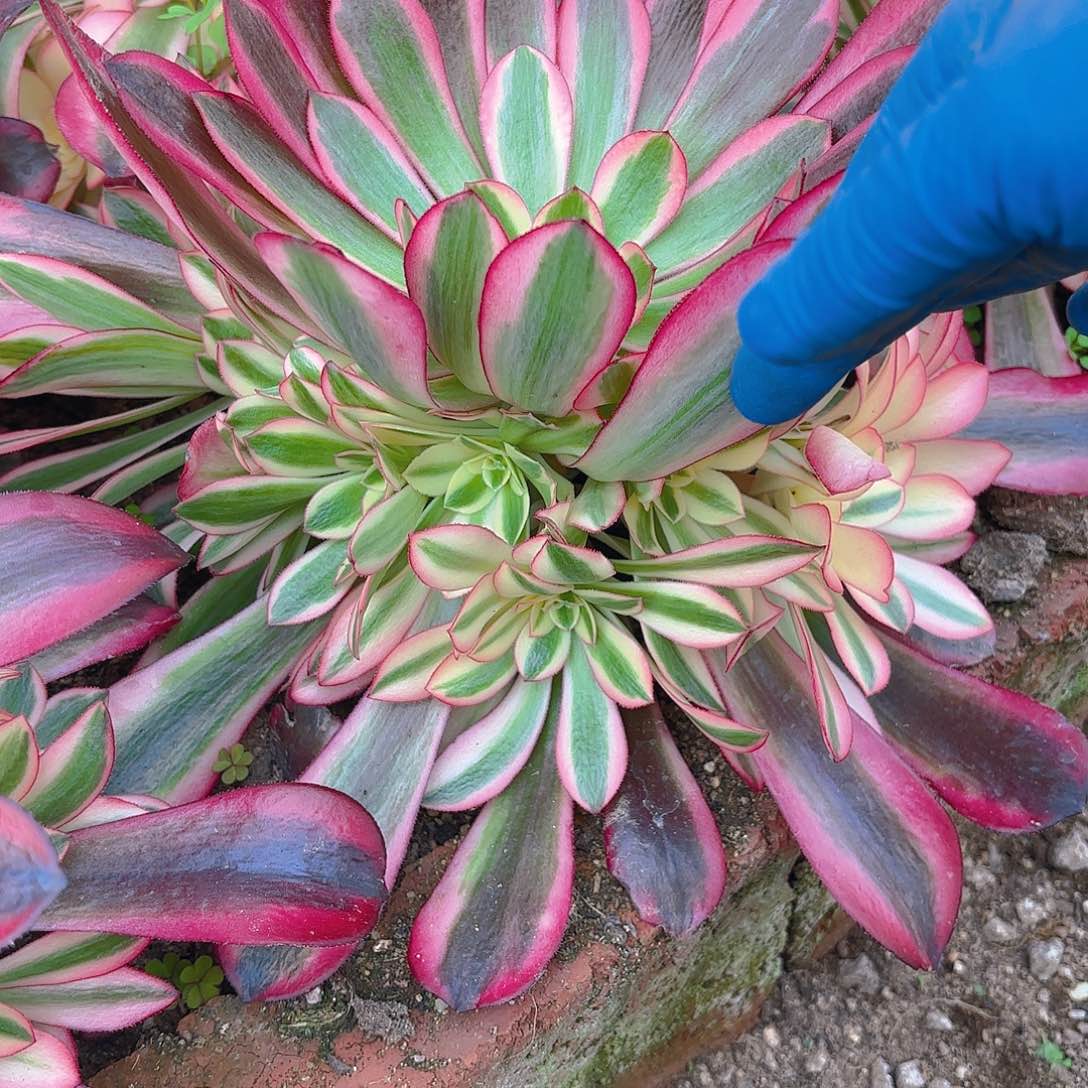 美杜莎手捧多肉植物