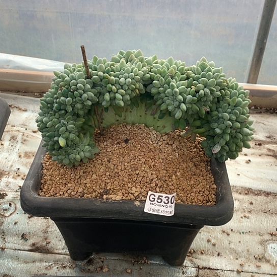 奶糖缀化530 亏本处理退款拉黑7-8天发货