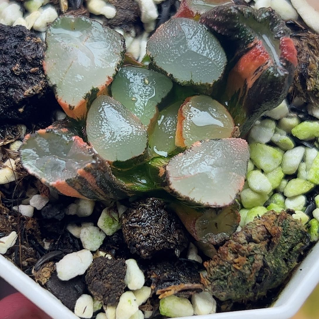紫镜锦十二卷多肉植物