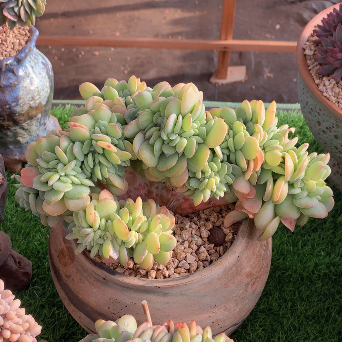 雪芙26 公分一物一拍