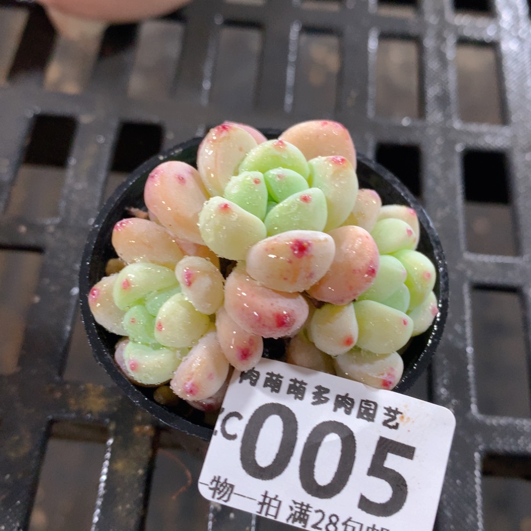 肉萌萌拇指盆精控多肉ZC005