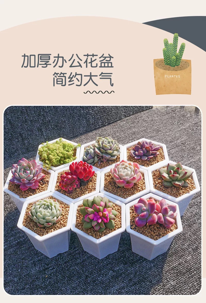 （2）多肉植物直播专用