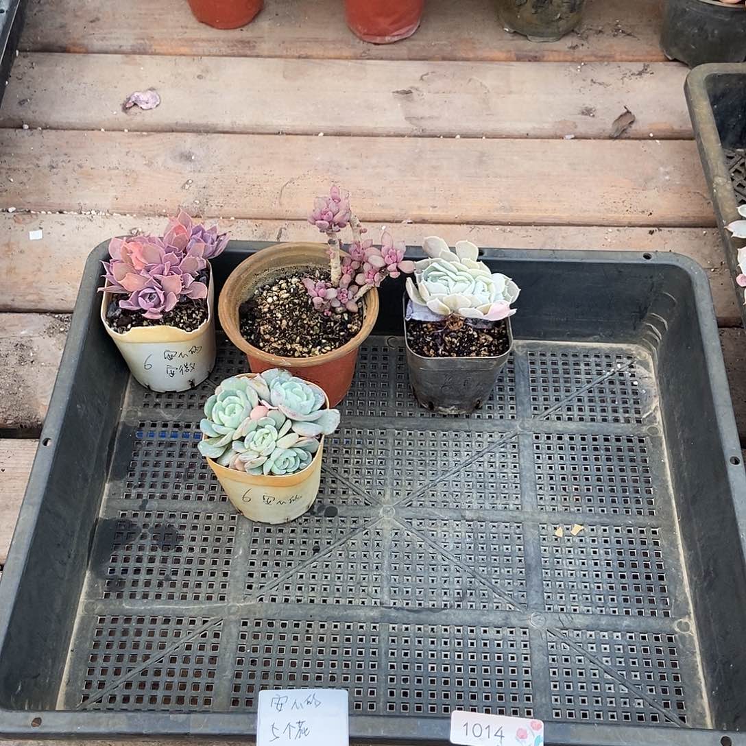 1014号花4个安心的专拍安徽