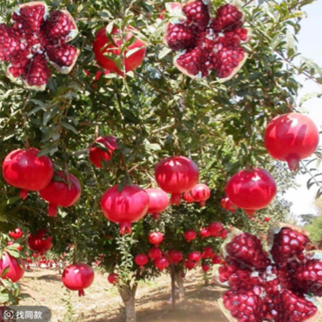 红皮软籽甜果树苗庭院盆栽地栽耐寒可种植