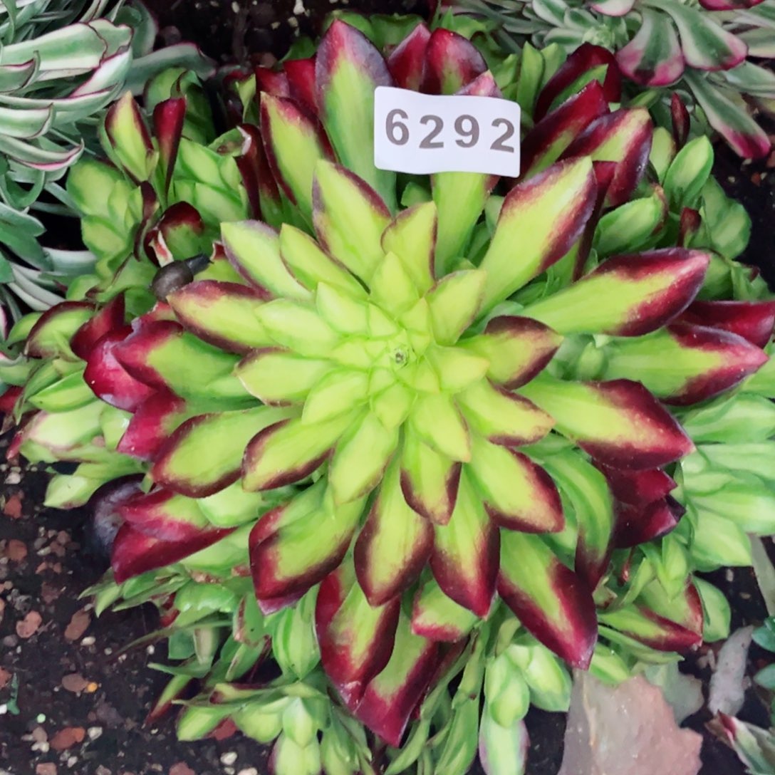 韶华捧花多肉发货