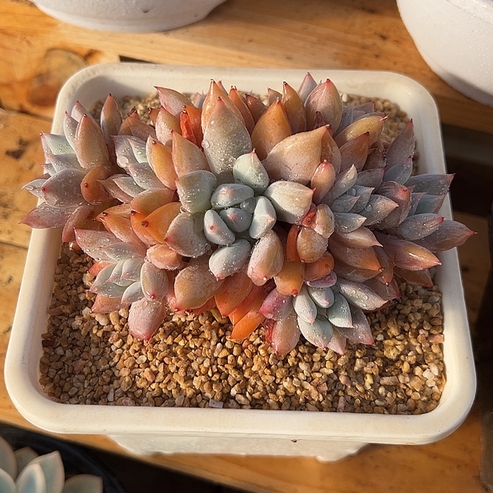 美人系新品 夏鸣园艺