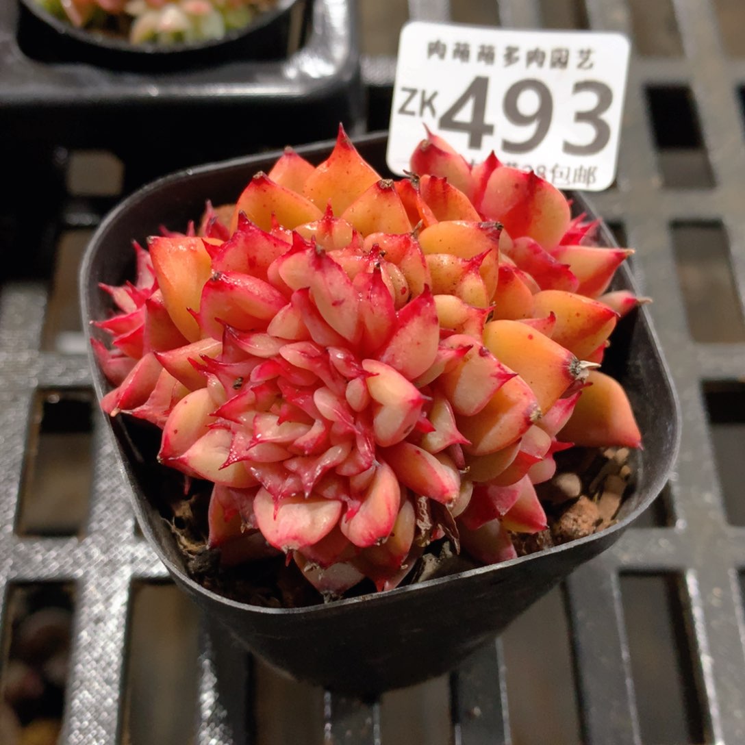 肉萌萌拇指盆精控多肉ZK493