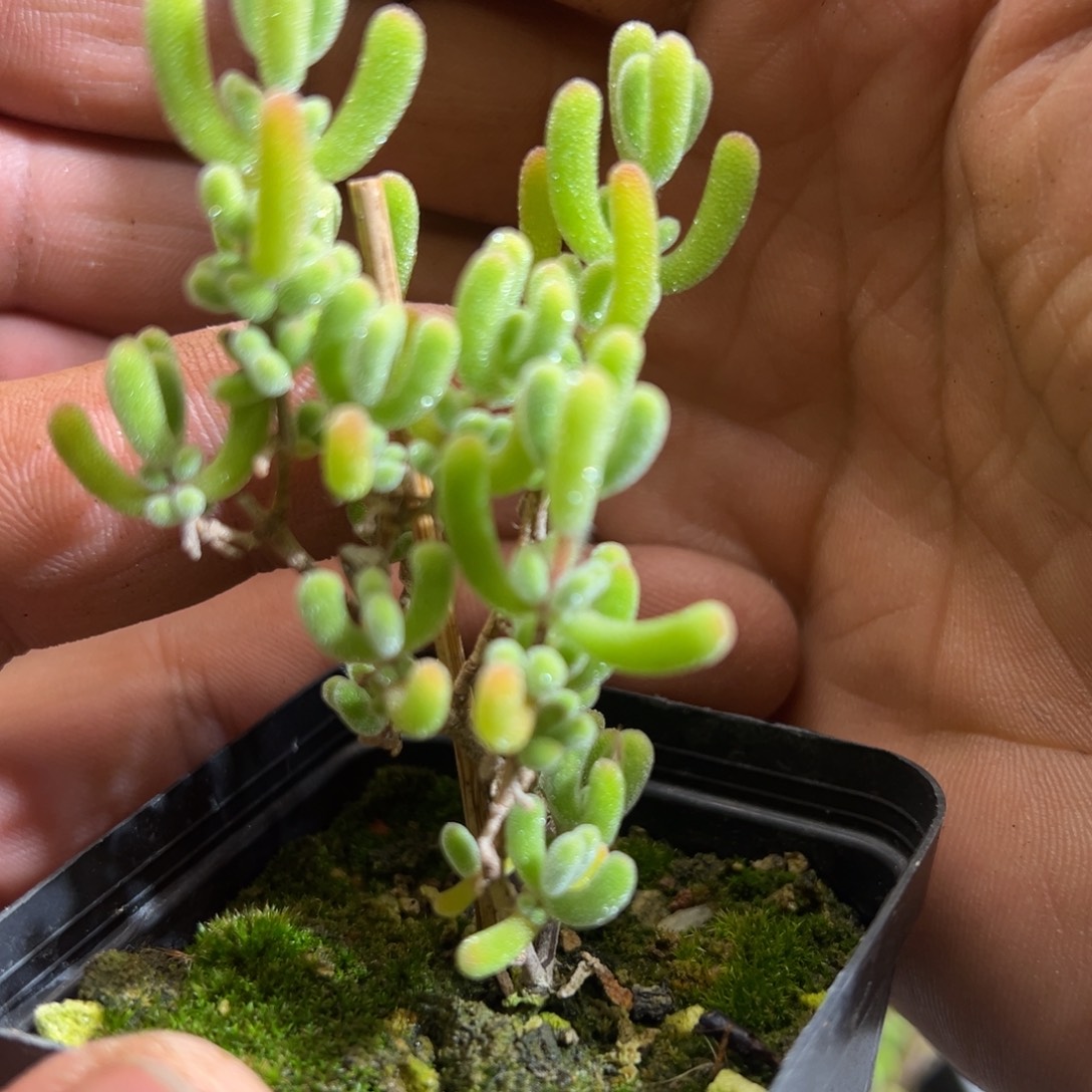 小心心锦55杯老桩福利