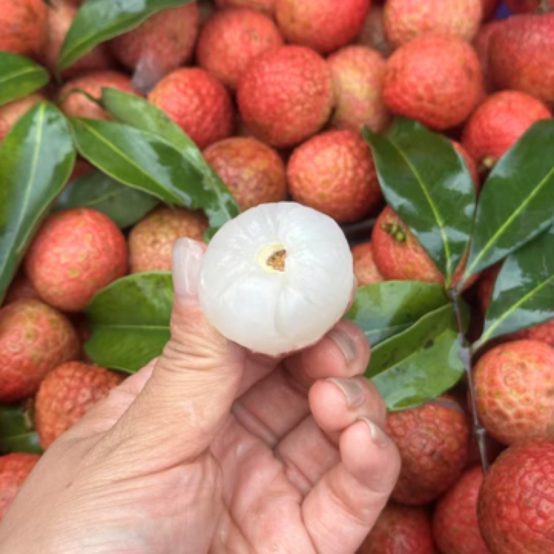 海南白糖罂荔枝500 g海南省