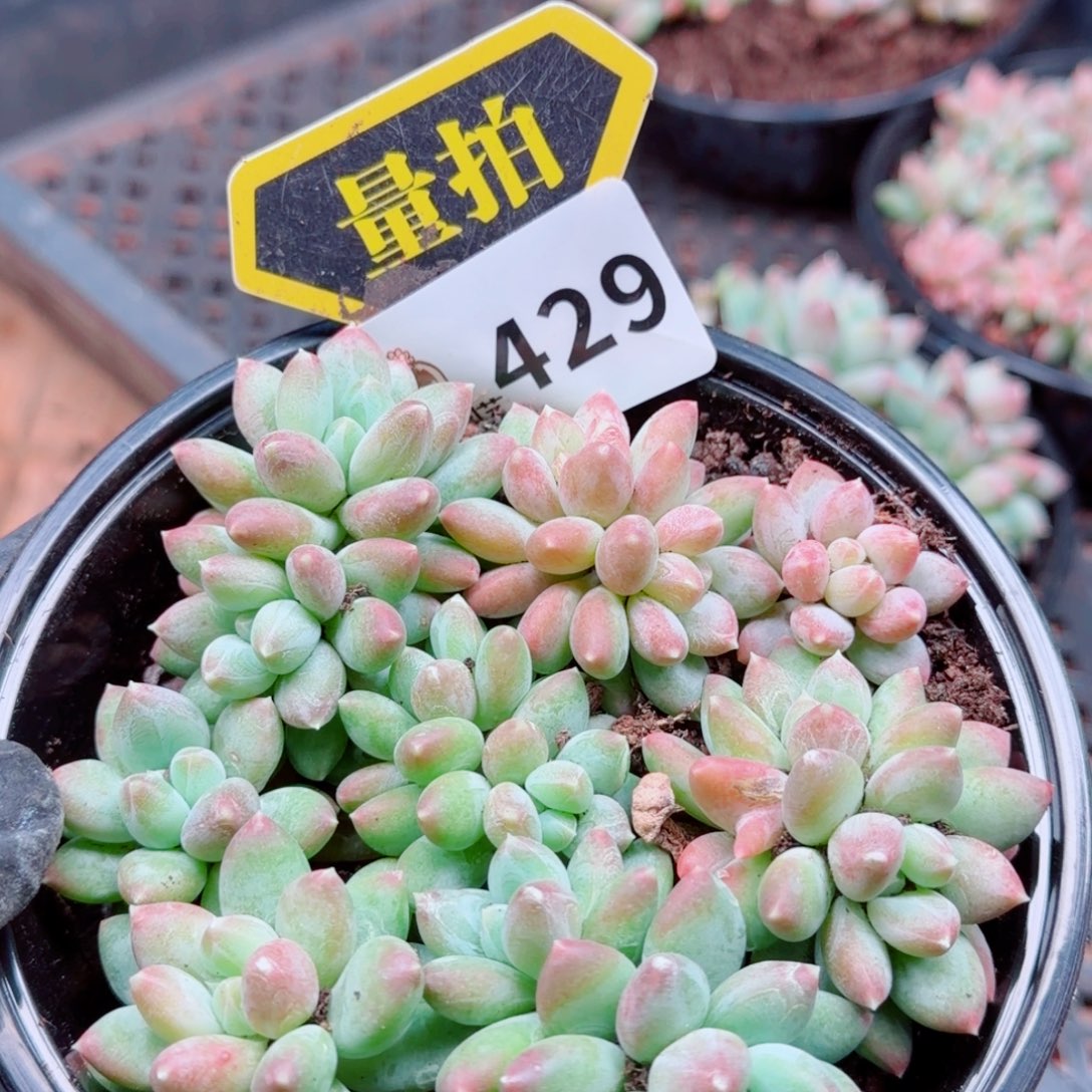 多肉植物多肉植物