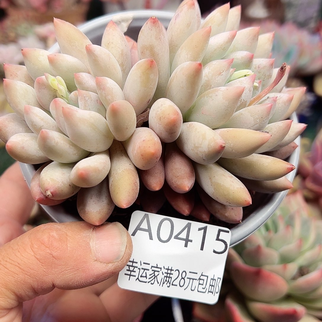 幸运的是我的朋友们都