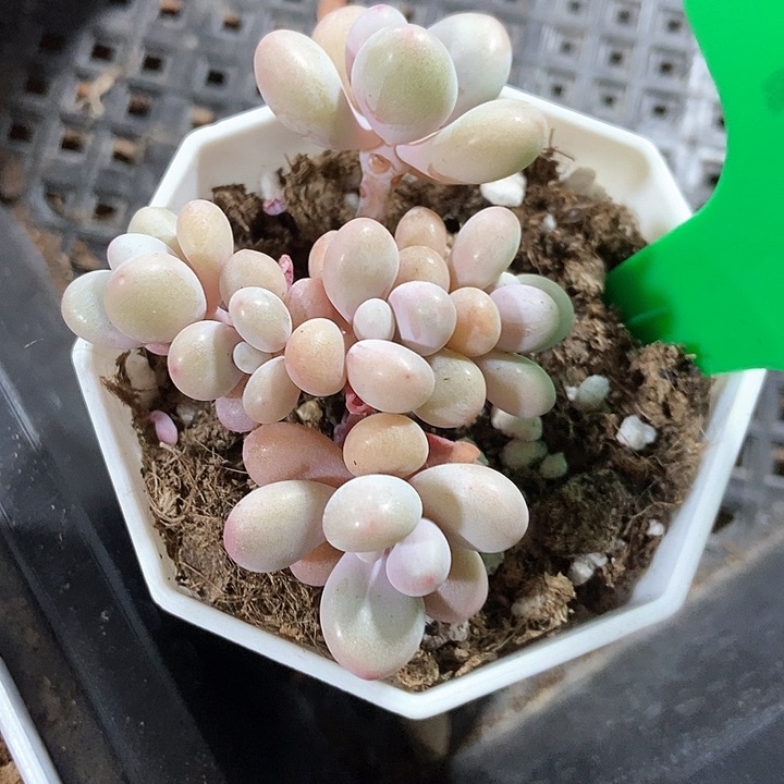 小***儿多肉植物桃蛋772