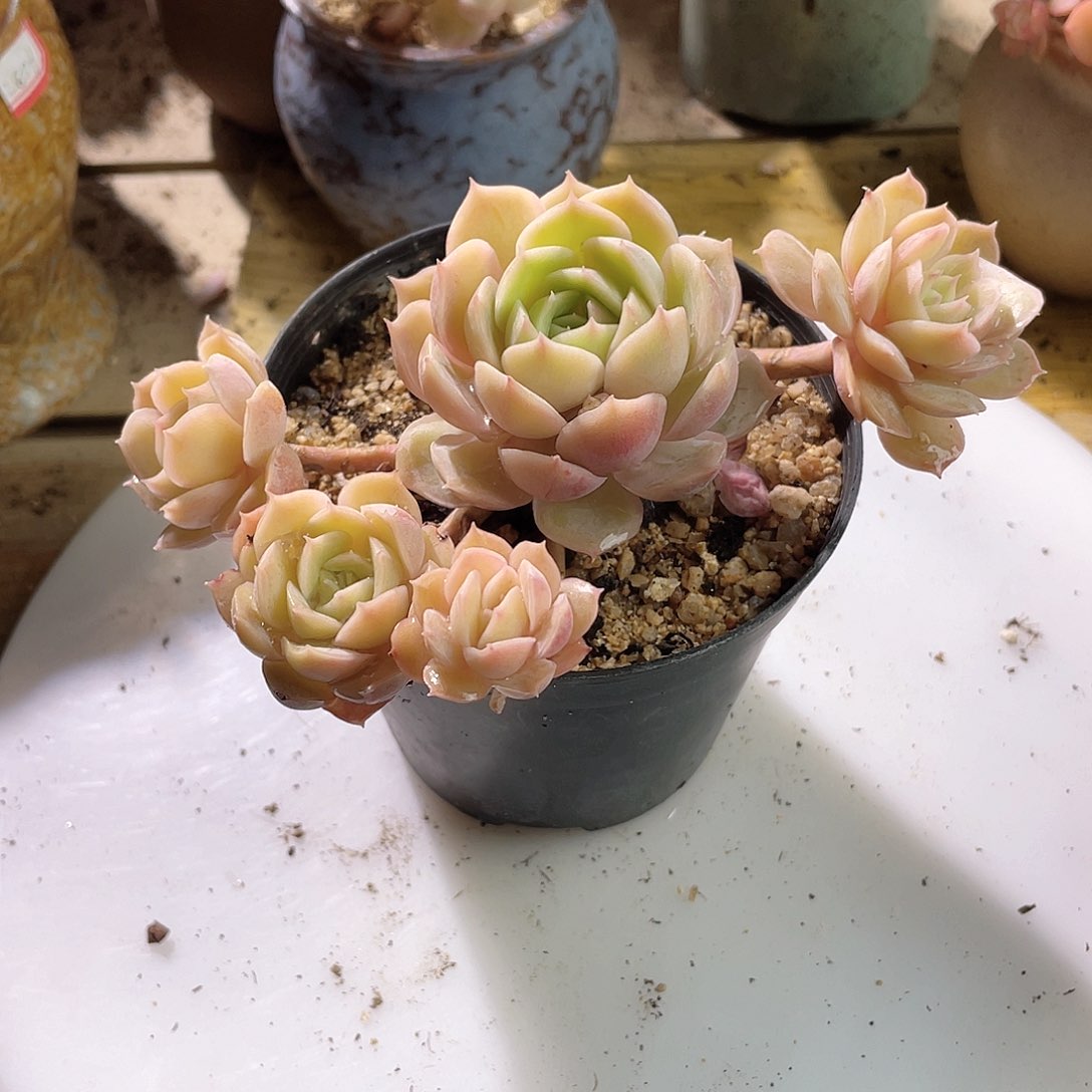 0626  昂斯诺 六月六