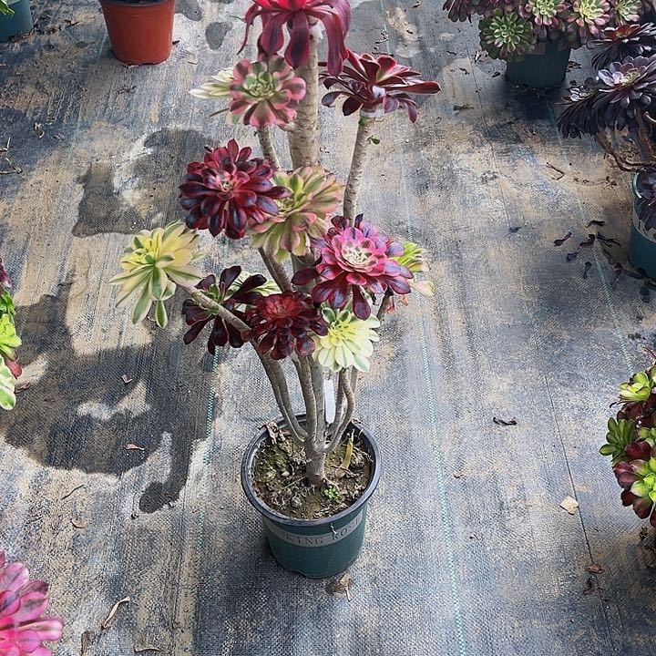 嫁接法师的方法23333