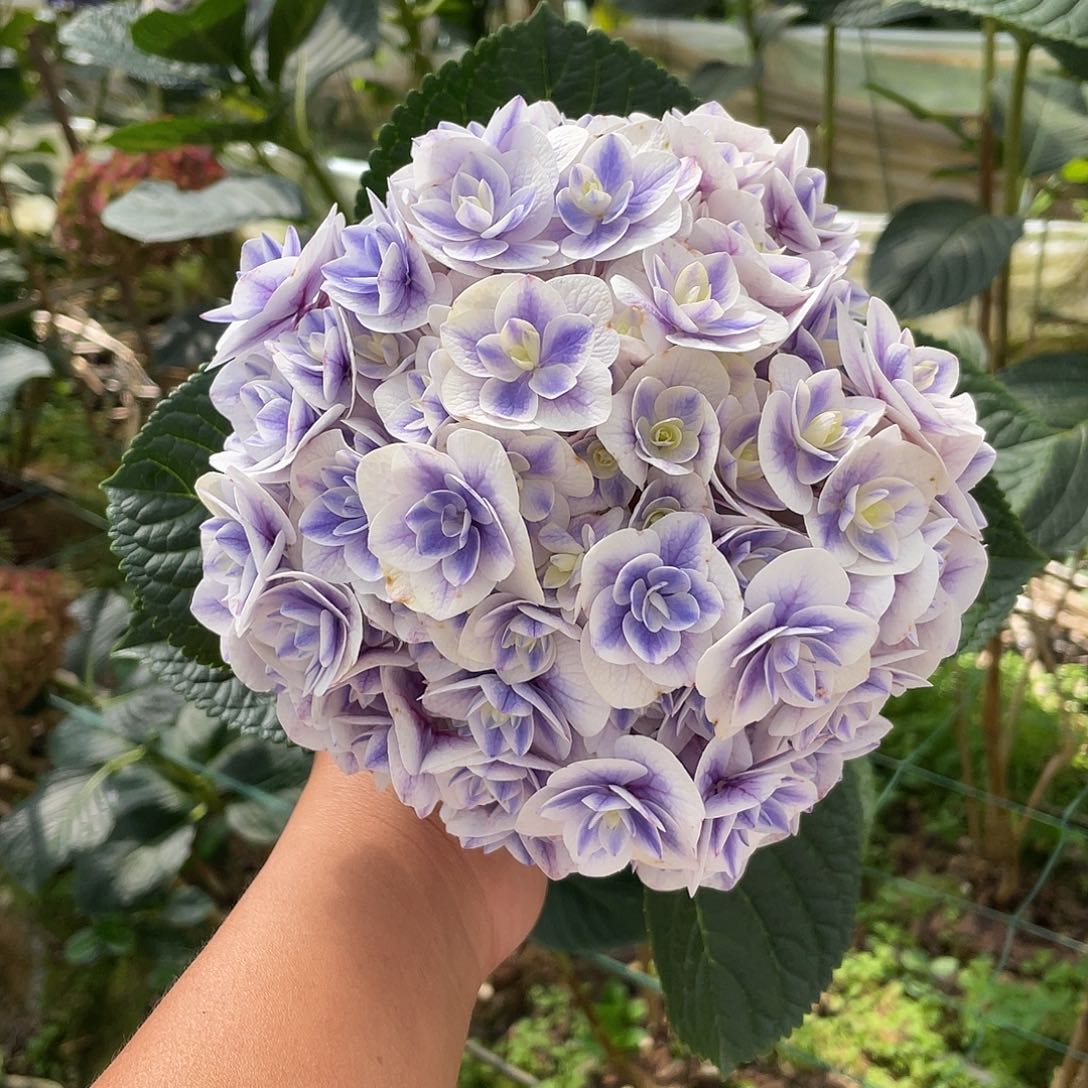 绣球切花一物一拍3枝起包邮，25