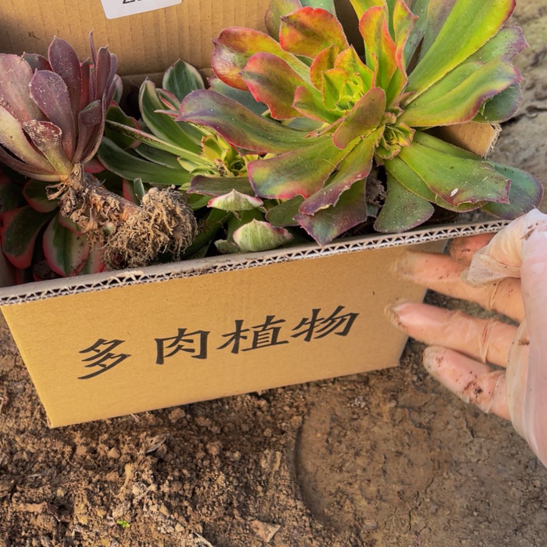 222箱拍无售后大小都有