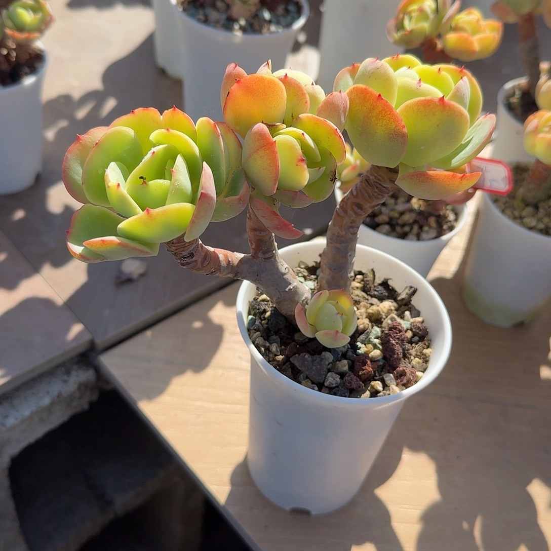 浙***徐鸡蛋碧桃多肉植物一颗