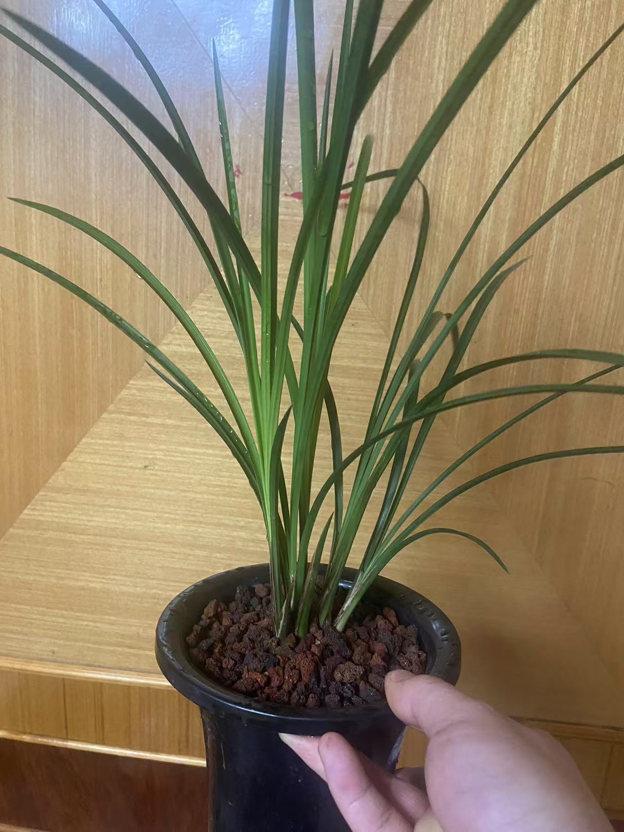 莲瓣兰盆景兰花竞品欣赏