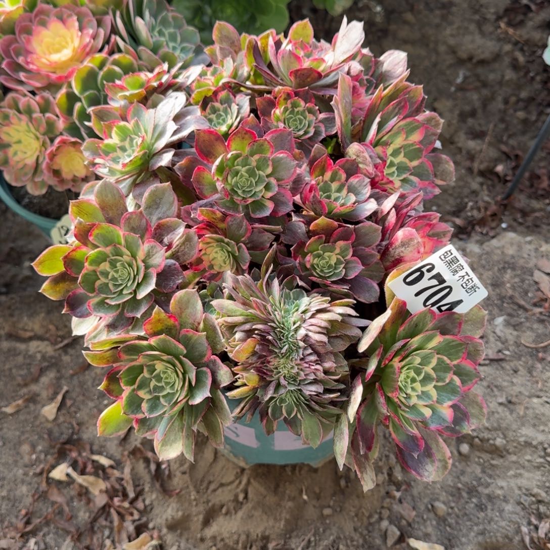 法师丘比特带缀不包断6704 18-18