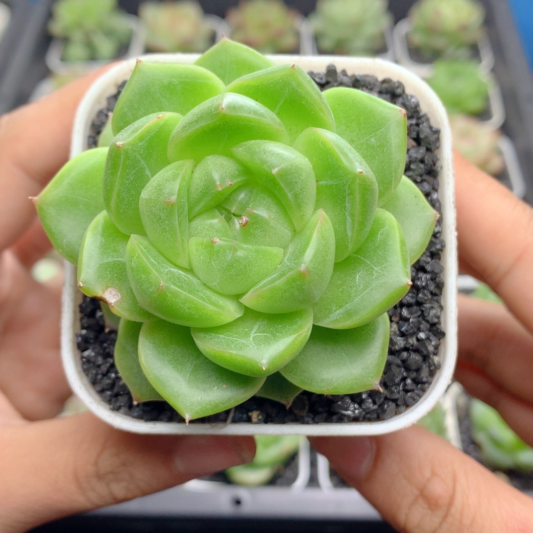 58包邮  群生不包整02
