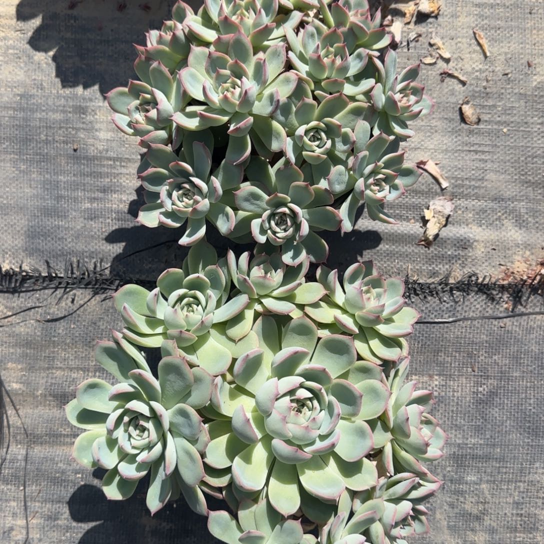 无花朵侧影大手捧