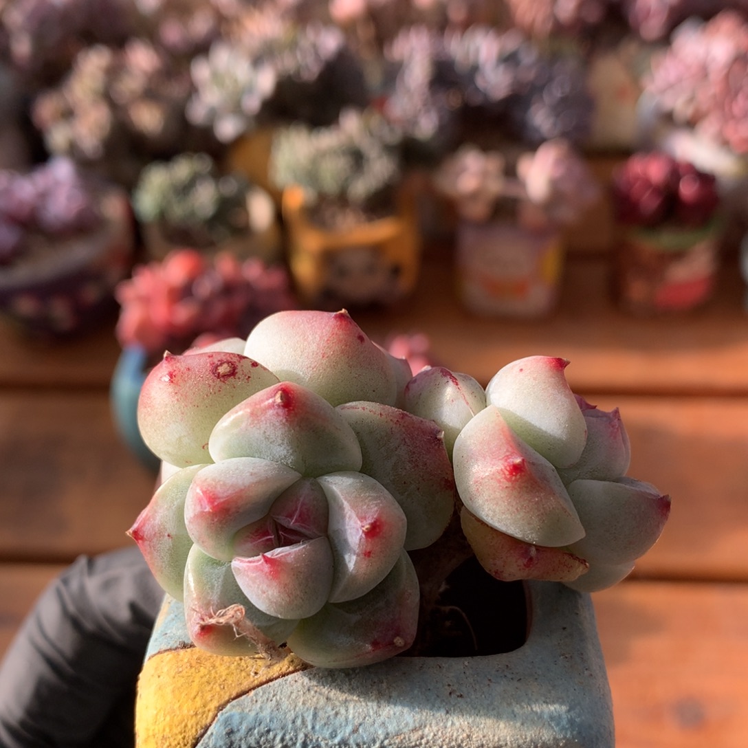 佳人一物一拍 013