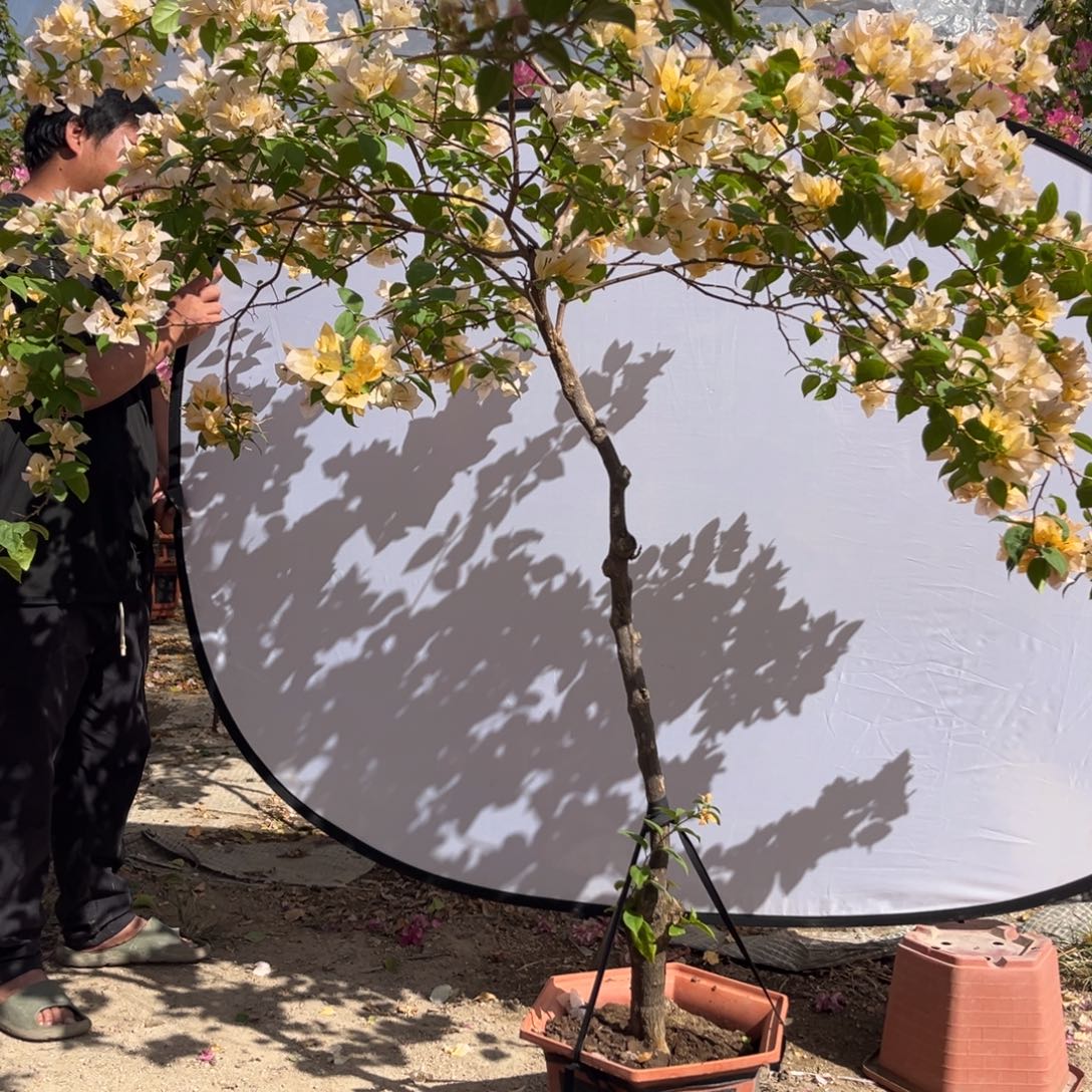 完全开放苏瓦那老庄