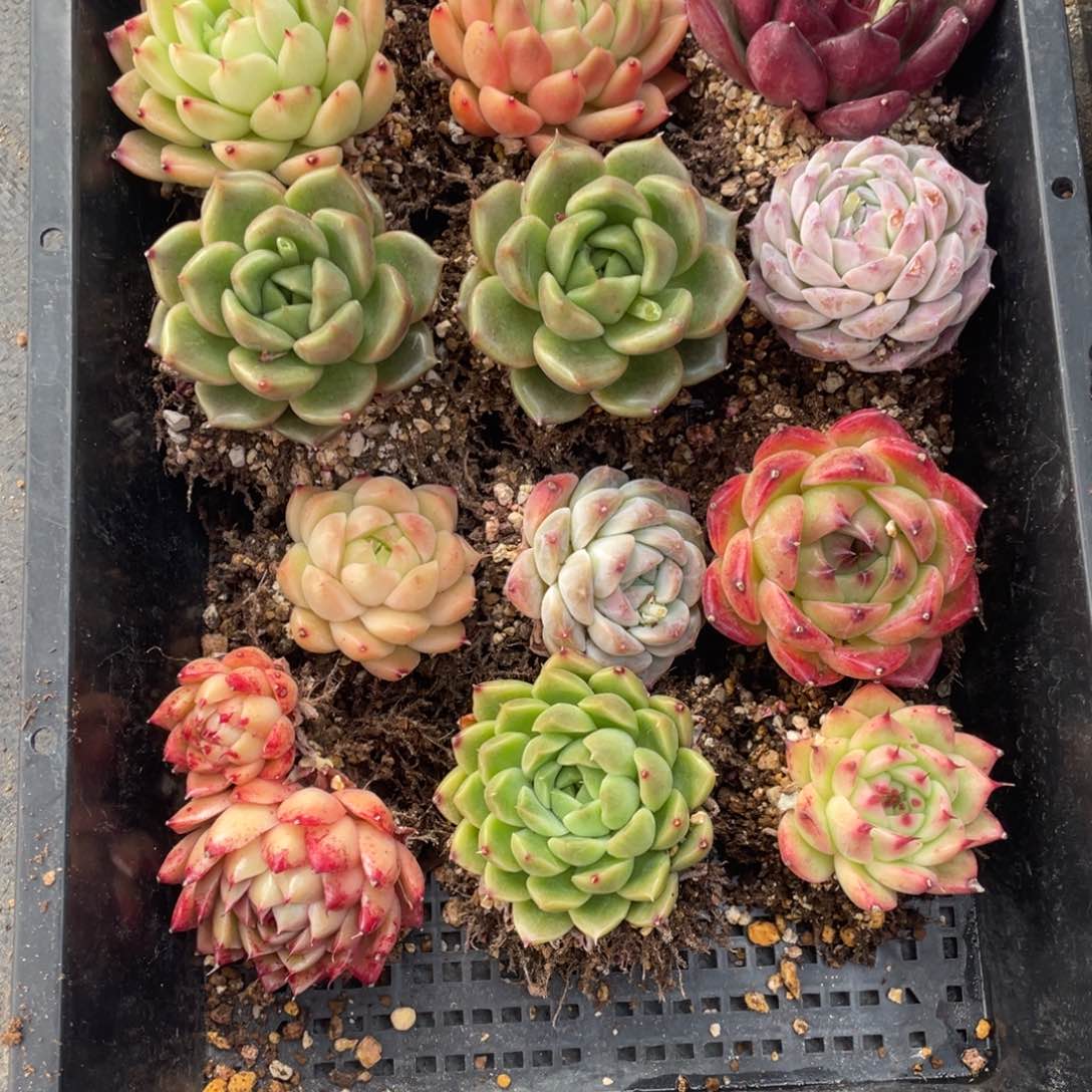 多肉植物十二个精品组923