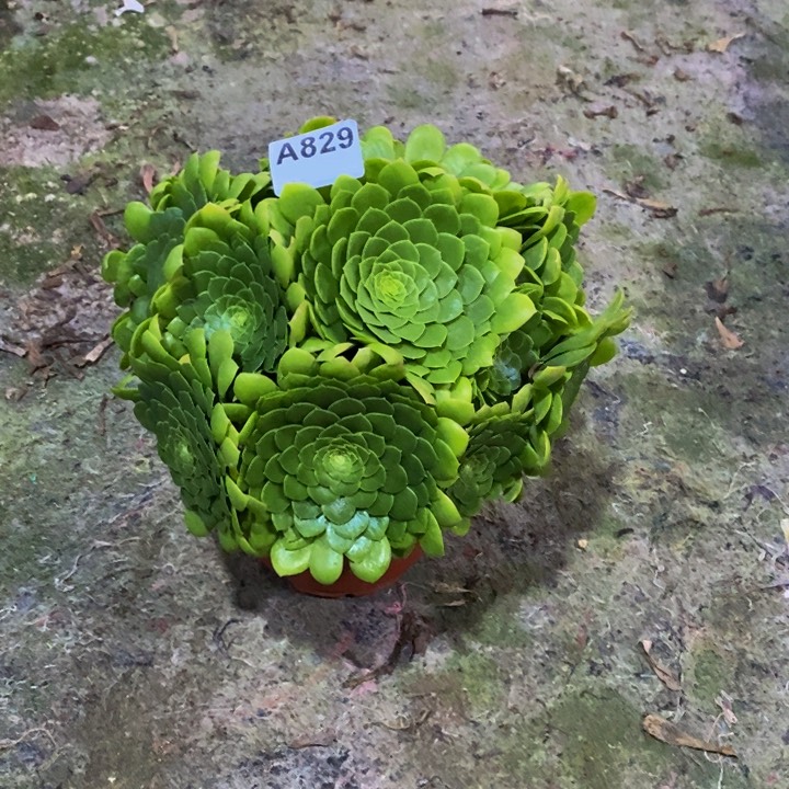 翡翠冰829多肉植物