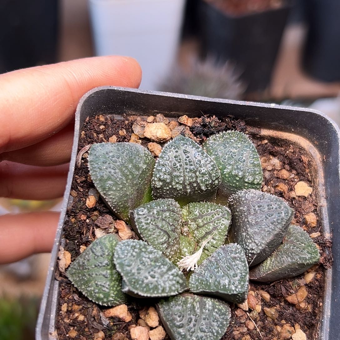 不知名寿十二卷     