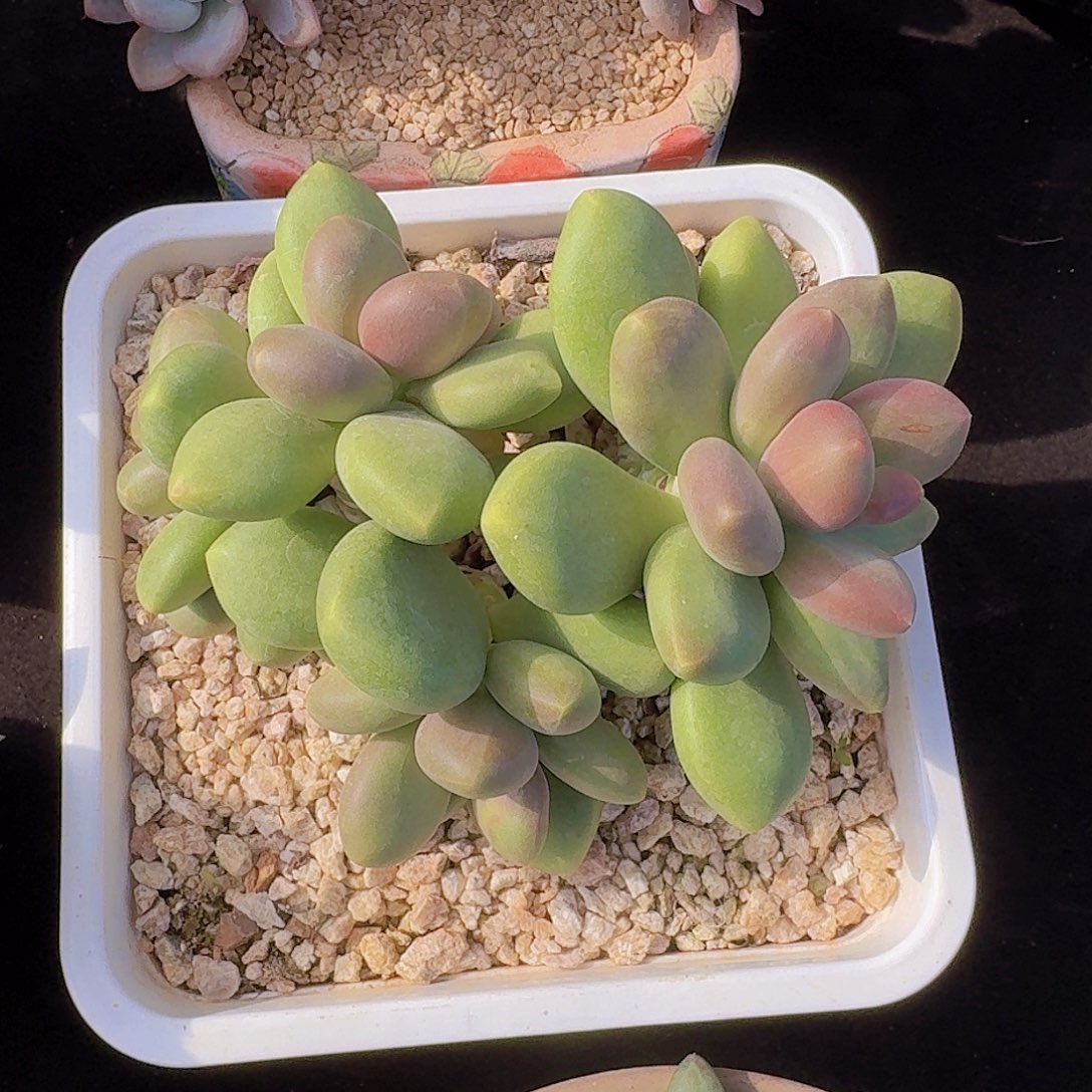 芒果奶多肉一物一拍